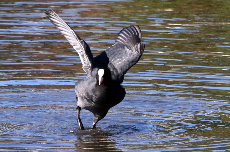 f:id:digibirds:20141114181627j:image