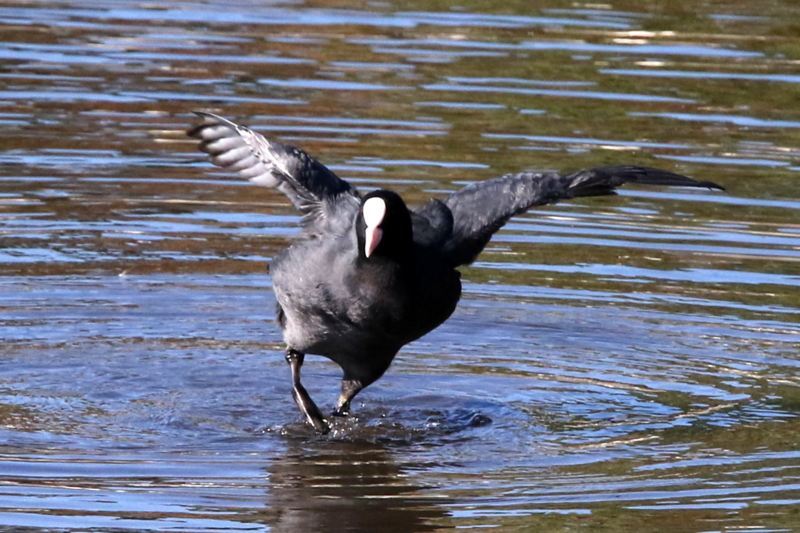 f:id:digibirds:20141114181630j:image