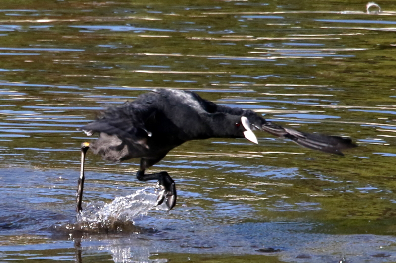 f:id:digibirds:20141114181830j:image