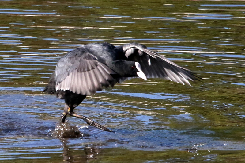 f:id:digibirds:20141114181834j:image
