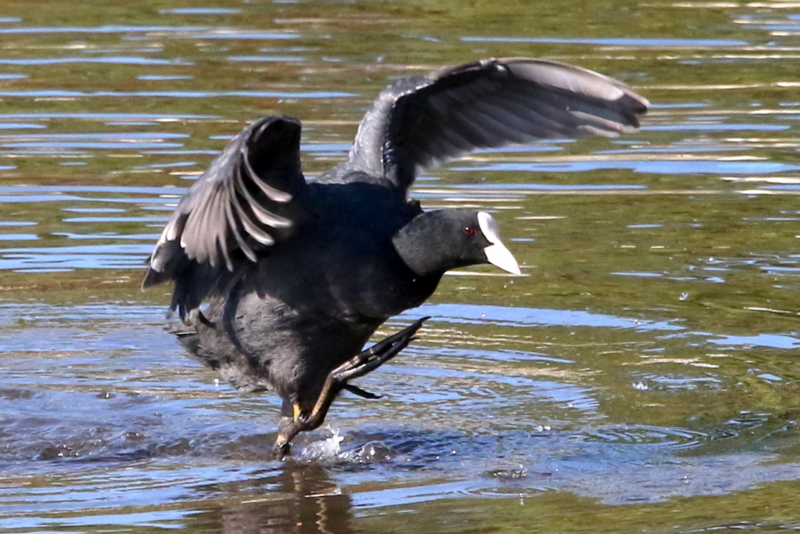 f:id:digibirds:20141114181837j:image