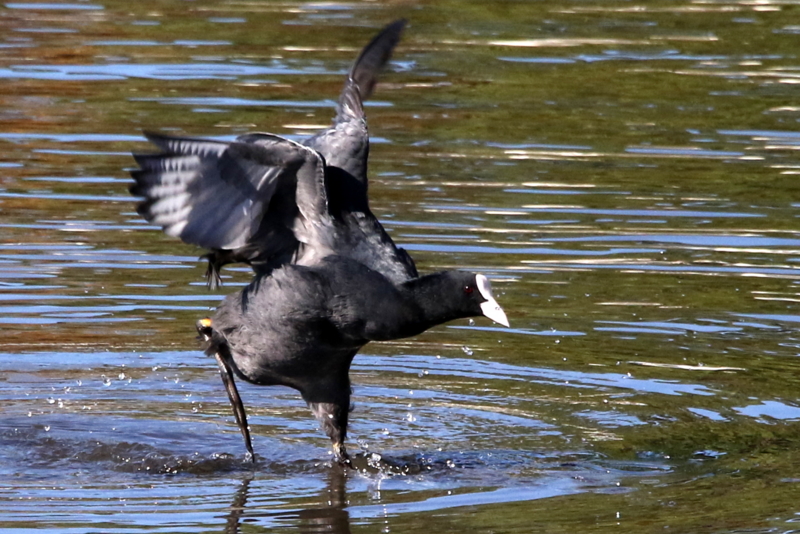 f:id:digibirds:20141114181839j:image