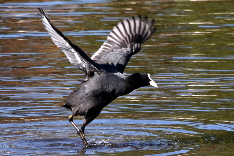 f:id:digibirds:20141114181843j:image
