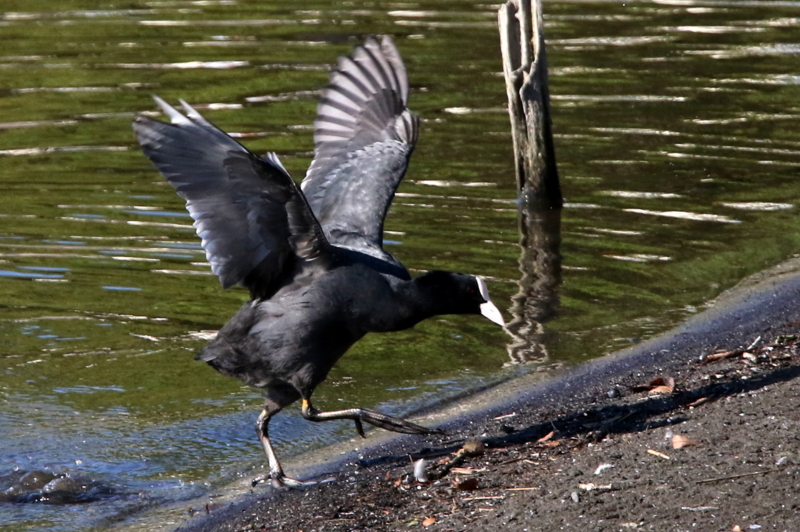 f:id:digibirds:20141114182043j:image