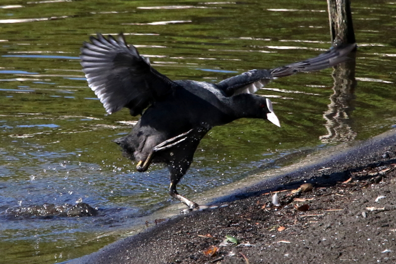 f:id:digibirds:20141114182048j:image