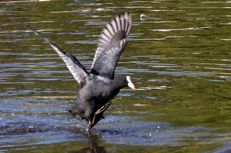 f:id:digibirds:20141114182052j:image