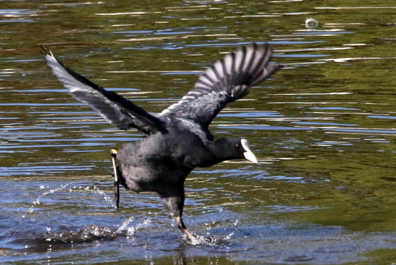 f:id:digibirds:20141114182102j:image