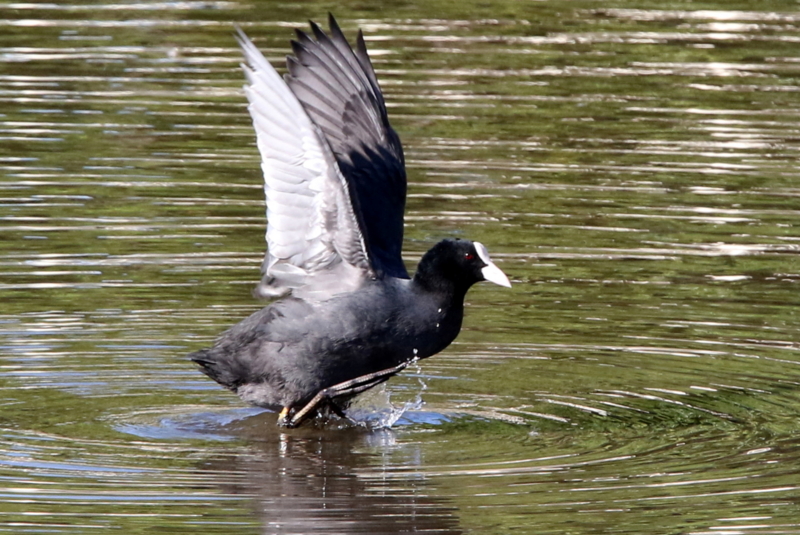 f:id:digibirds:20141115000743j:image