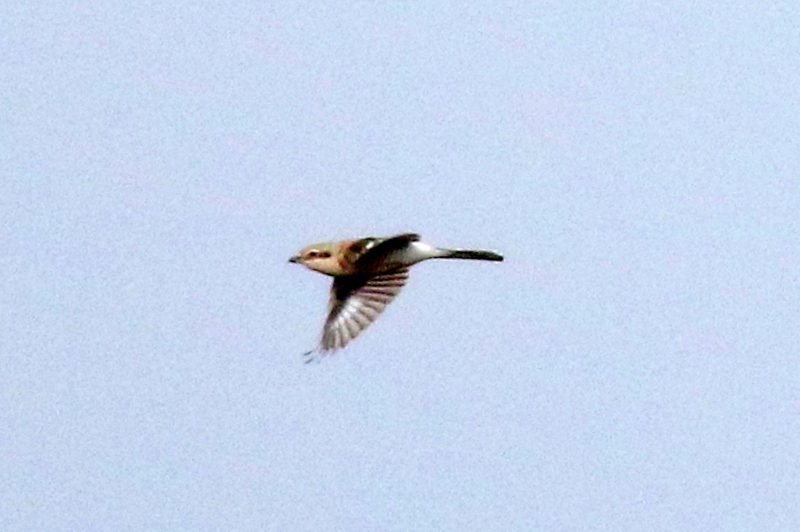 f:id:digibirds:20141124190748j:image