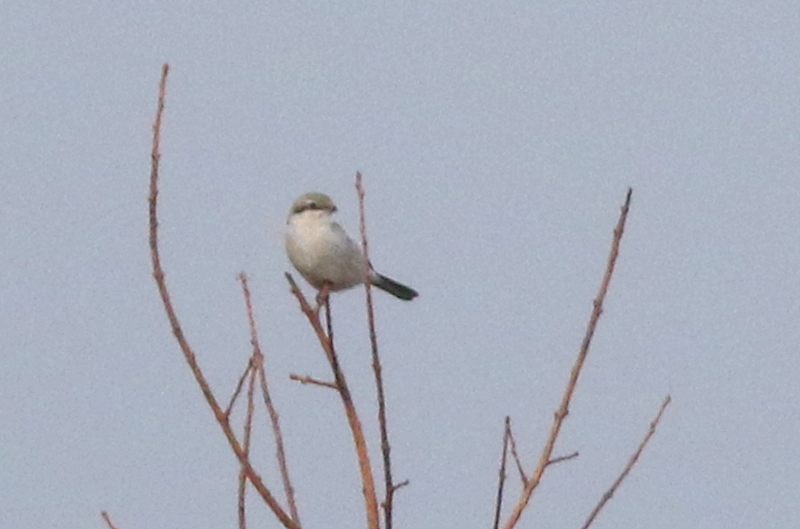 f:id:digibirds:20141124192126j:image
