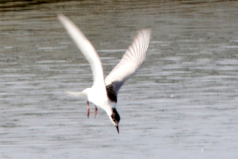 f:id:digibirds:20141210155605j:image