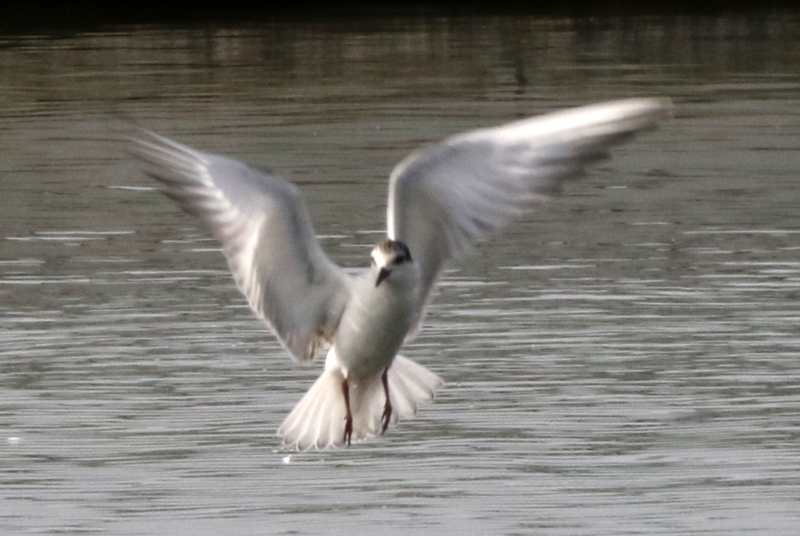 f:id:digibirds:20141210155933j:image