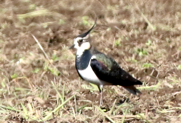 f:id:digibirds:20141216193546j:image