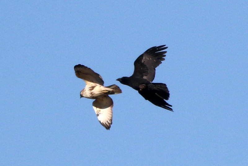 f:id:digibirds:20141222185509j:image