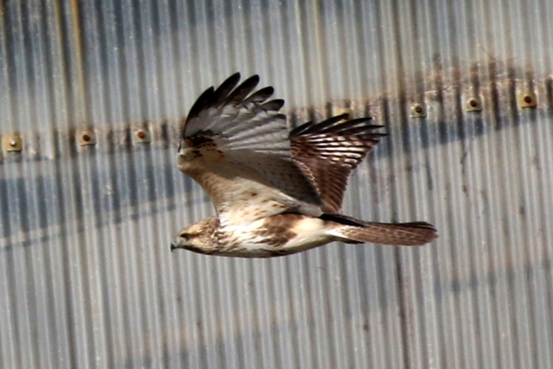 f:id:digibirds:20141222185513j:image