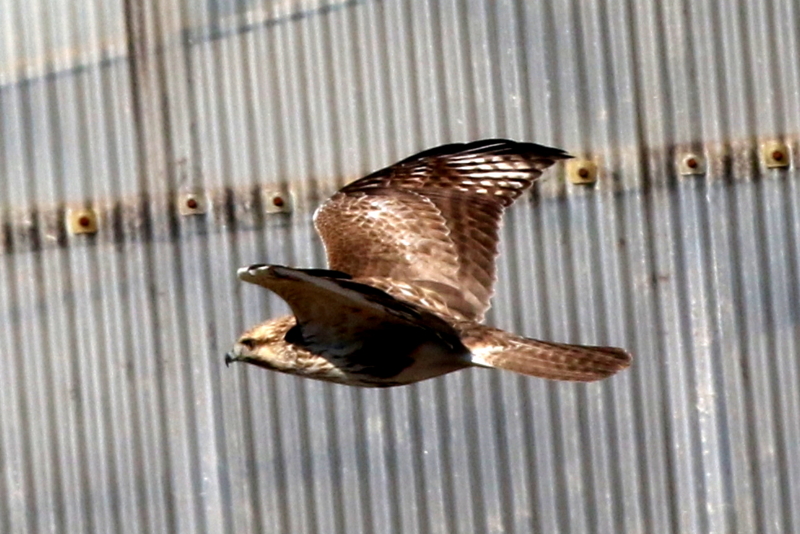 f:id:digibirds:20141222185514j:image