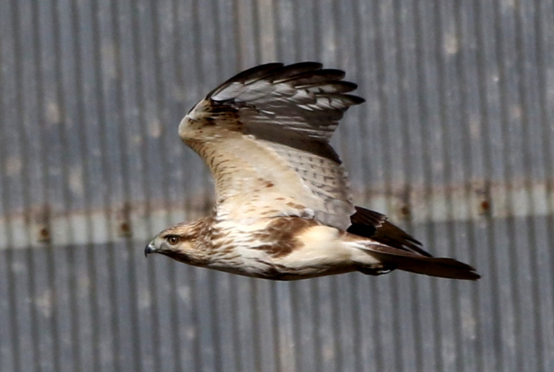 f:id:digibirds:20141222185520j:image