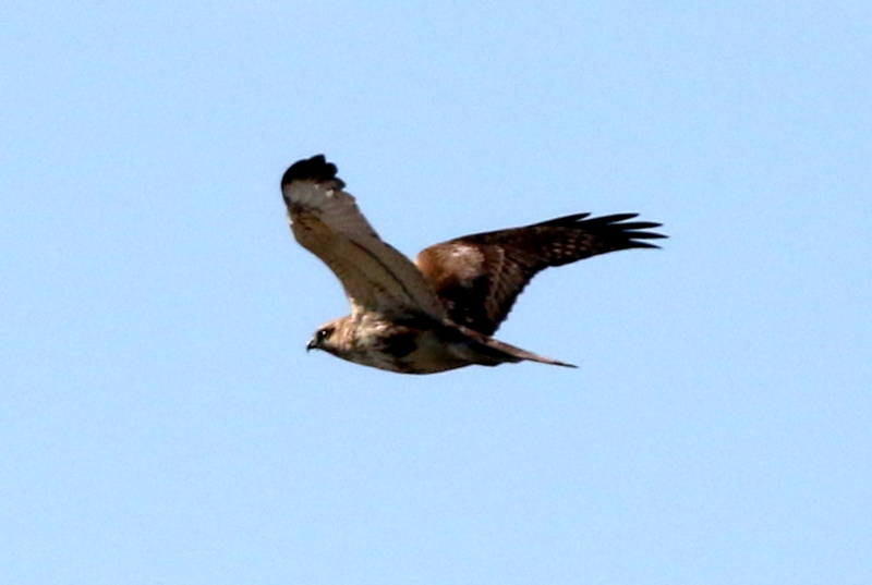 f:id:digibirds:20141222185707j:image