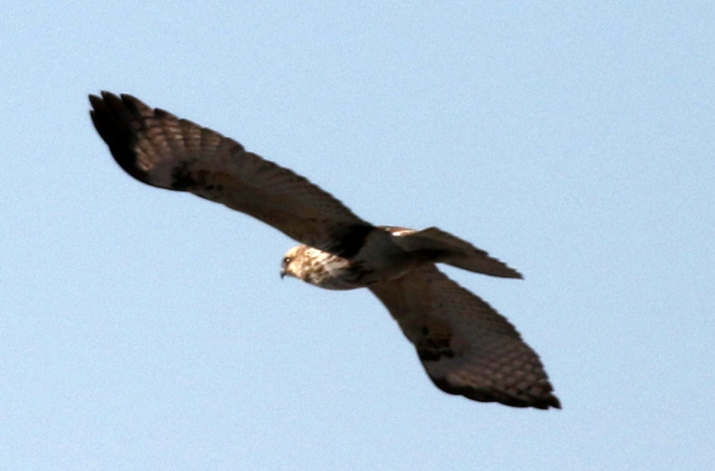 f:id:digibirds:20141222185709j:image