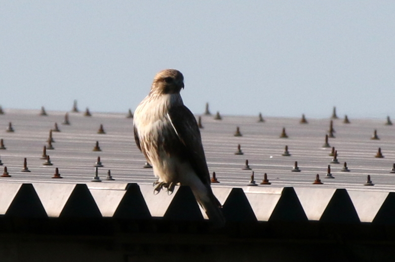 f:id:digibirds:20141222185712j:image