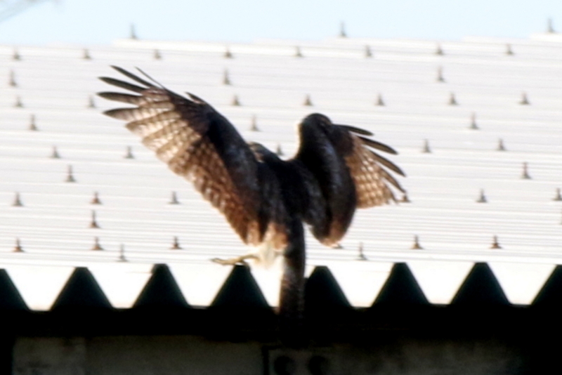 f:id:digibirds:20141222185716j:image