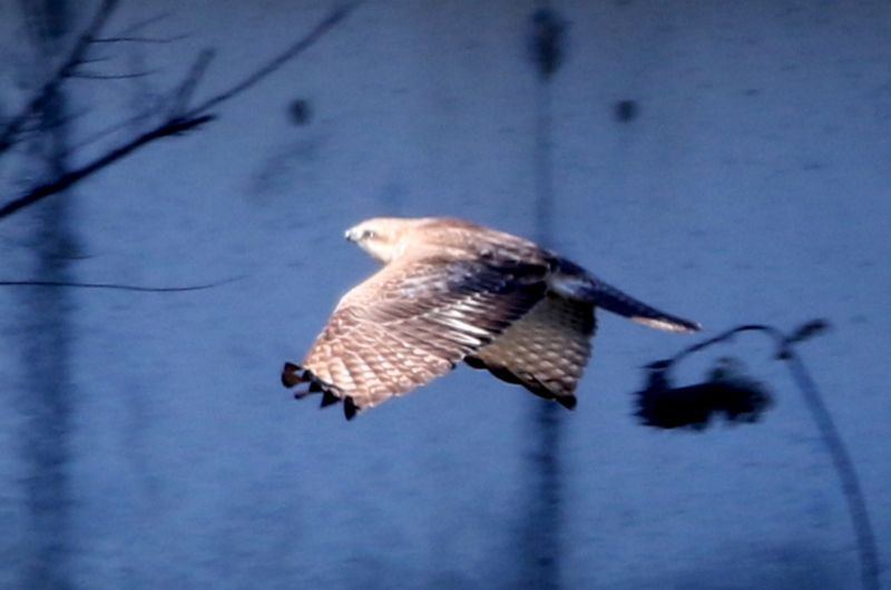 f:id:digibirds:20141222185719j:image