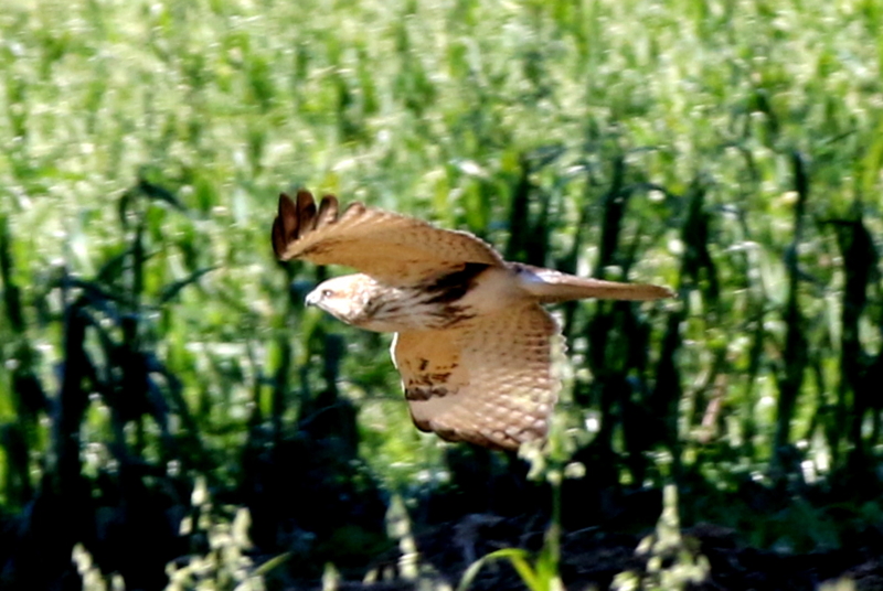 f:id:digibirds:20141222185721j:image