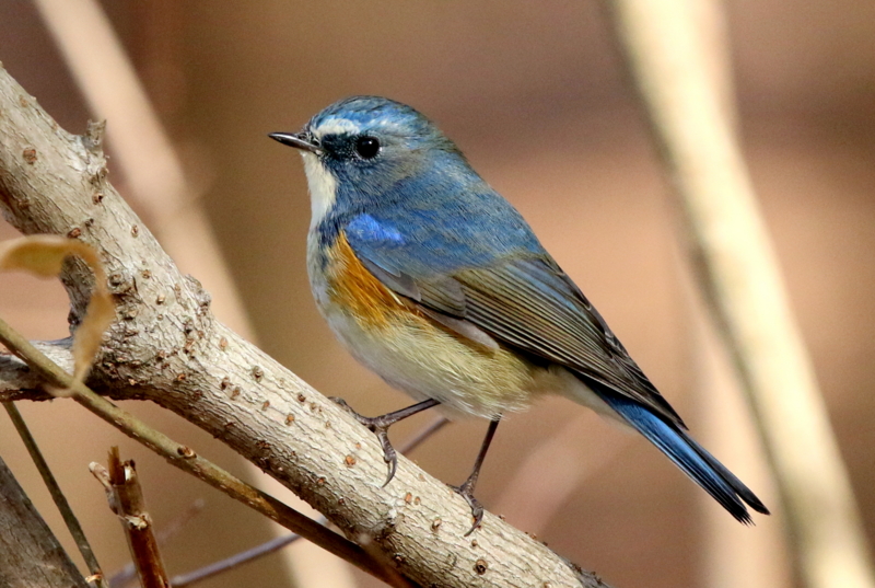 f:id:digibirds:20150114235632j:image f:id:digibirds:20150114235632j:image