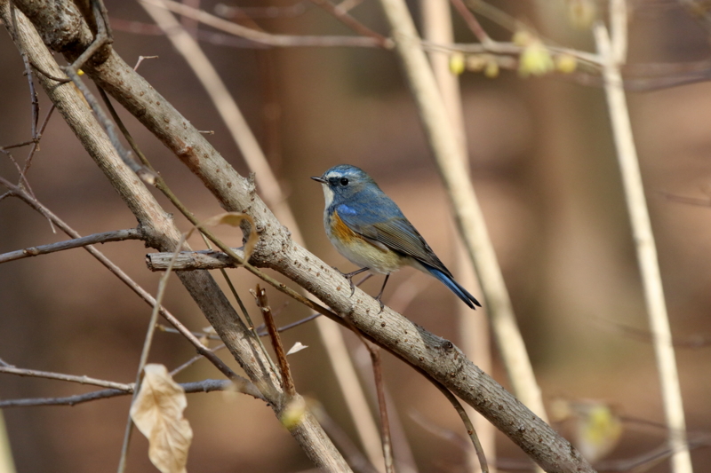 f:id:digibirds:20150114235638j:image f:id:digibirds:20150114235638j:image