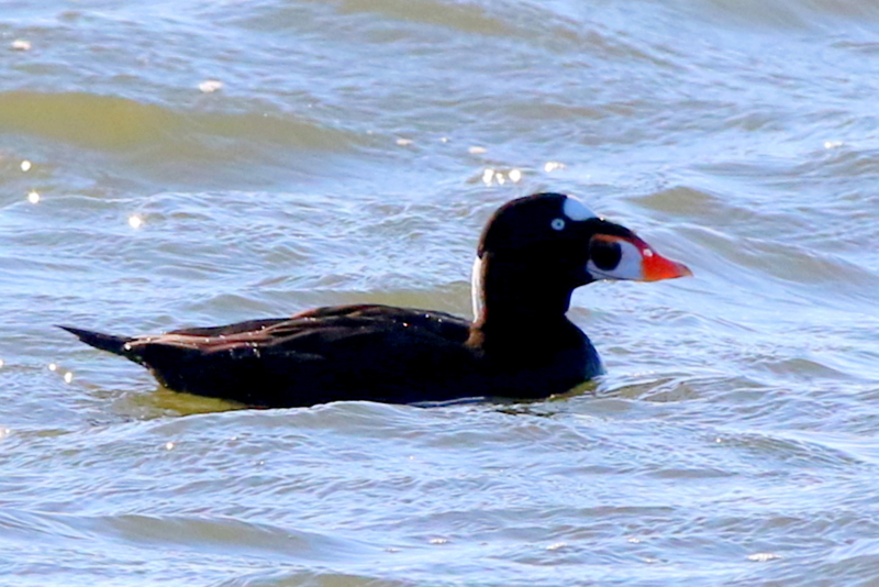 アラナミキンクロ15 なかなかなかね野鳥と自然の写真館