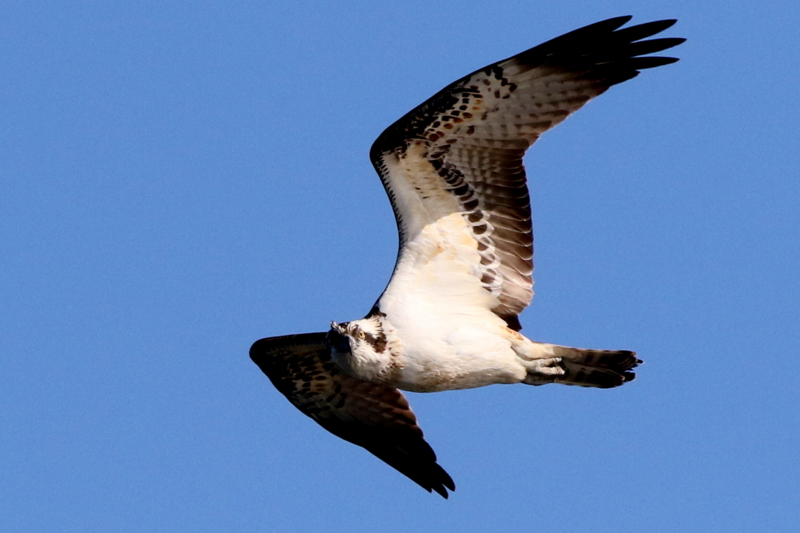 f:id:digibirds:20150120131328j:image f:id:digibirds:20150120131328j:image