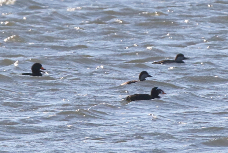 f:id:digibirds:20150122002806j:image