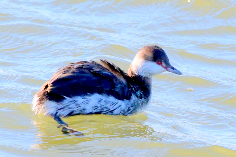九十九里海岸のミミカイツブリ なかなかなかね野鳥と自然の写真館 九十九里海岸のミミカイツブリ なかなかなかね野鳥と自然の写真館