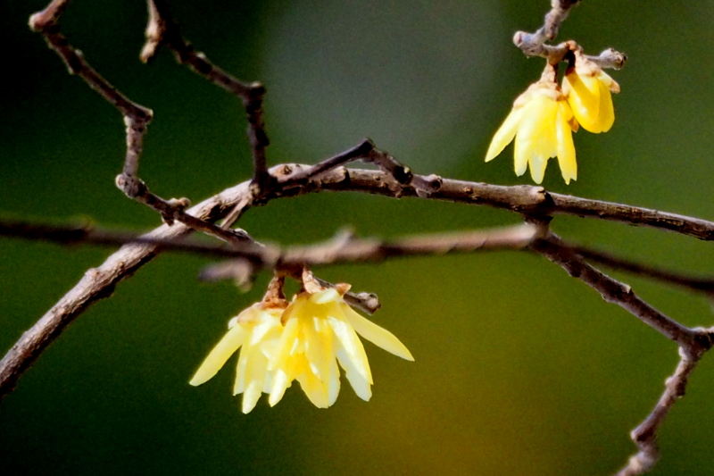 f:id:digibirds:20150131194627j:image f:id:digibirds:20150131194627j:image