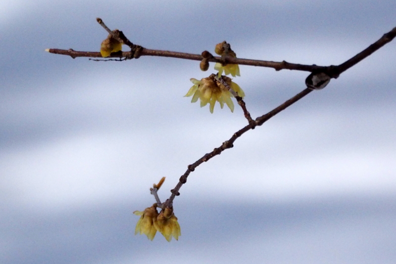 f:id:digibirds:20150131194632j:image f:id:digibirds:20150131194632j:image