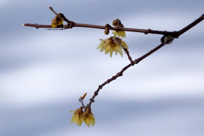 f:id:digibirds:20150131194644j:image f:id:digibirds:20150131194644j:image