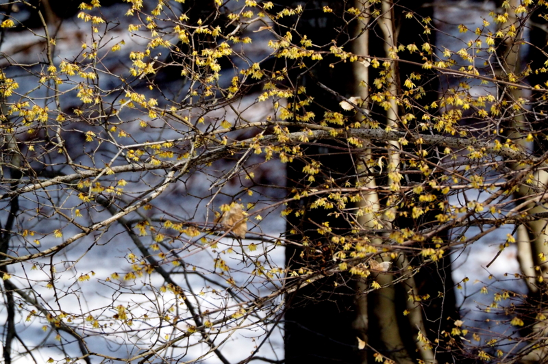 f:id:digibirds:20150131194724j:image f:id:digibirds:20150131194724j:image