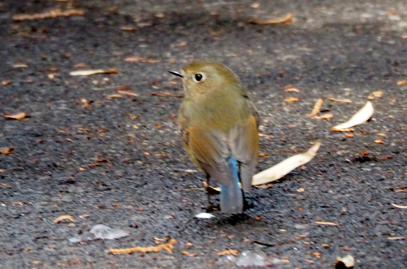 f:id:digibirds:20150131230428j:image f:id:digibirds:20150131230428j:image