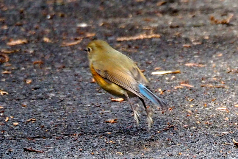 f:id:digibirds:20150201053532j:image f:id:digibirds:20150201053532j:image