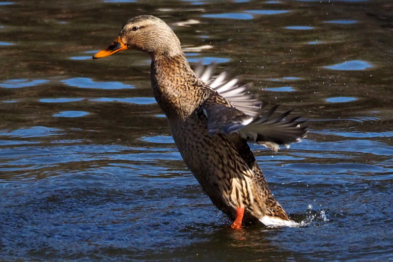 f:id:digibirds:20150201104105j:image