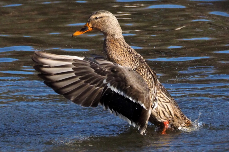 f:id:digibirds:20150201104118j:image