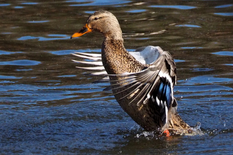 f:id:digibirds:20150201104123j:image