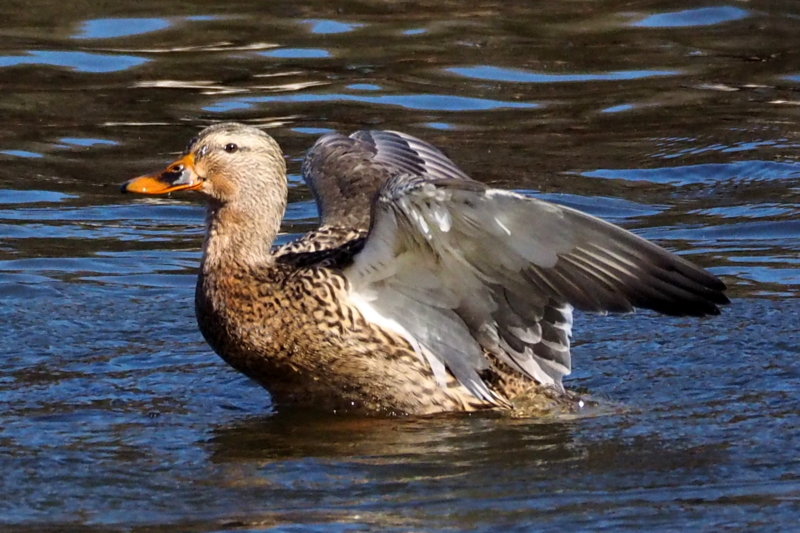 f:id:digibirds:20150201104304j:image