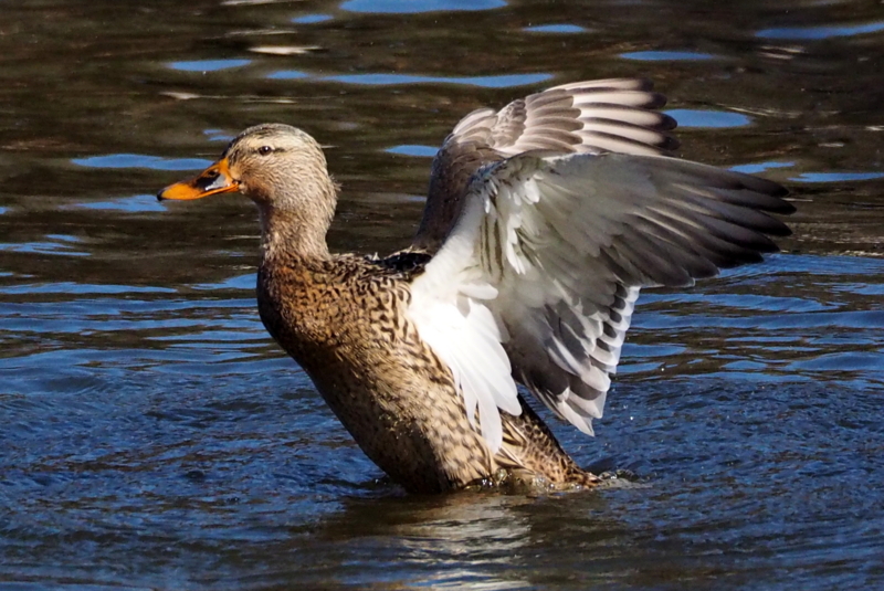 f:id:digibirds:20150201104309j:image