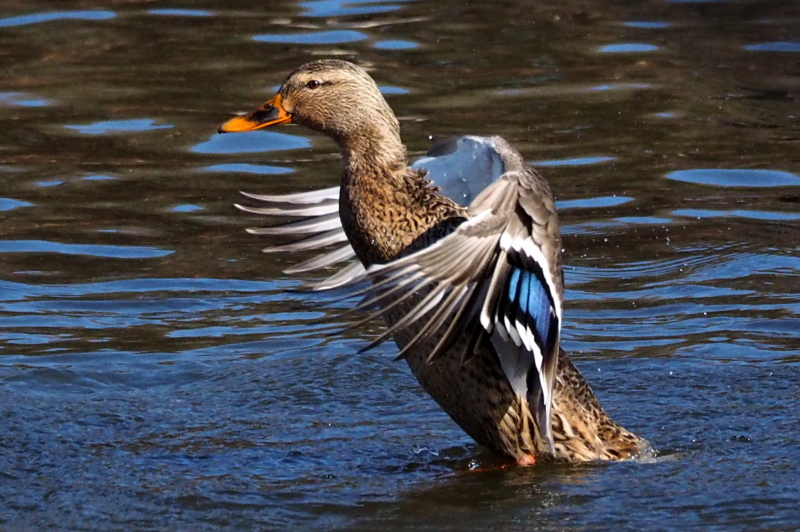 f:id:digibirds:20150201104315j:image