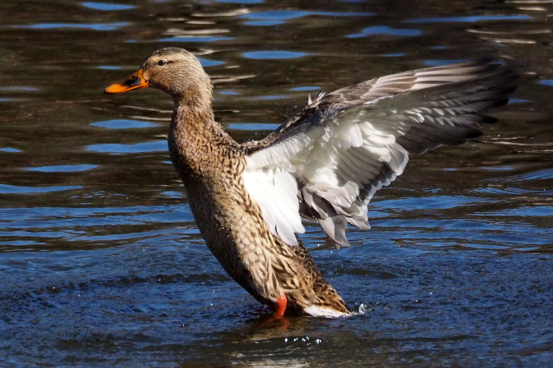 f:id:digibirds:20150201104321j:image