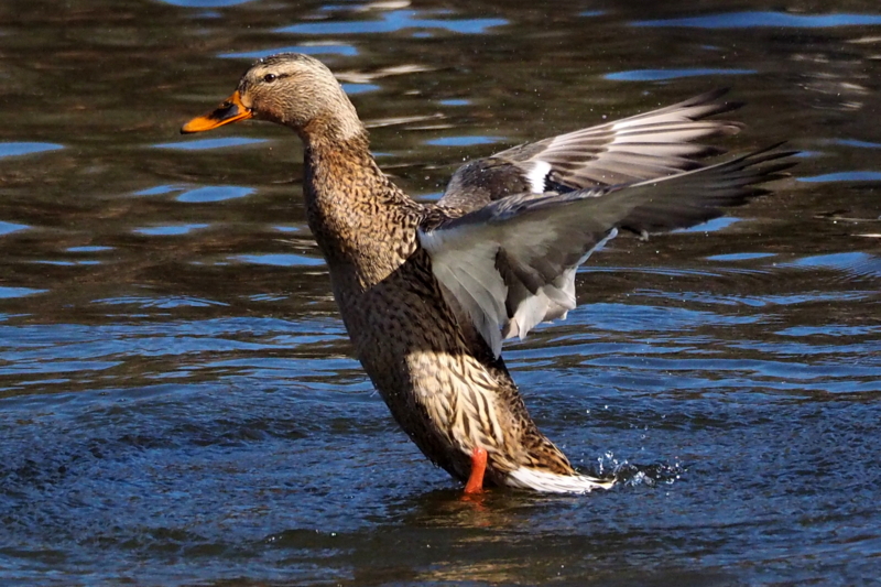f:id:digibirds:20150201104329j:image