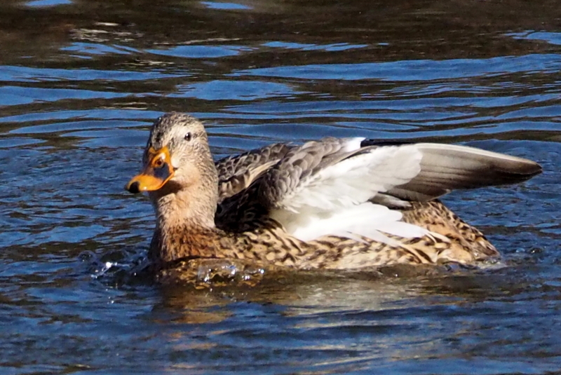 f:id:digibirds:20150201104457j:image