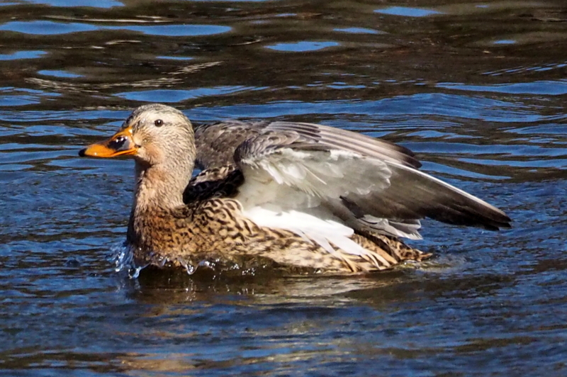 f:id:digibirds:20150201104500j:image