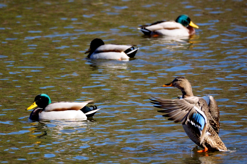 f:id:digibirds:20150201105226j:image